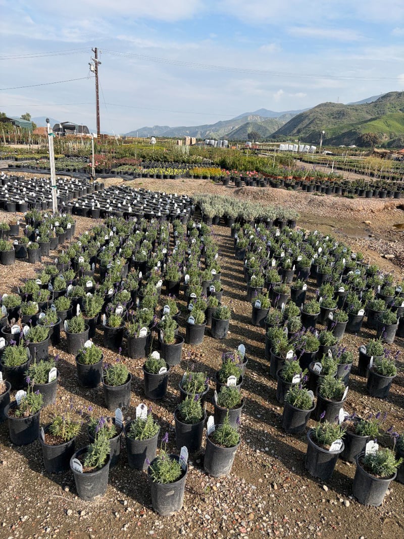 Photo for Lavandula angustifolia (English Lavender)