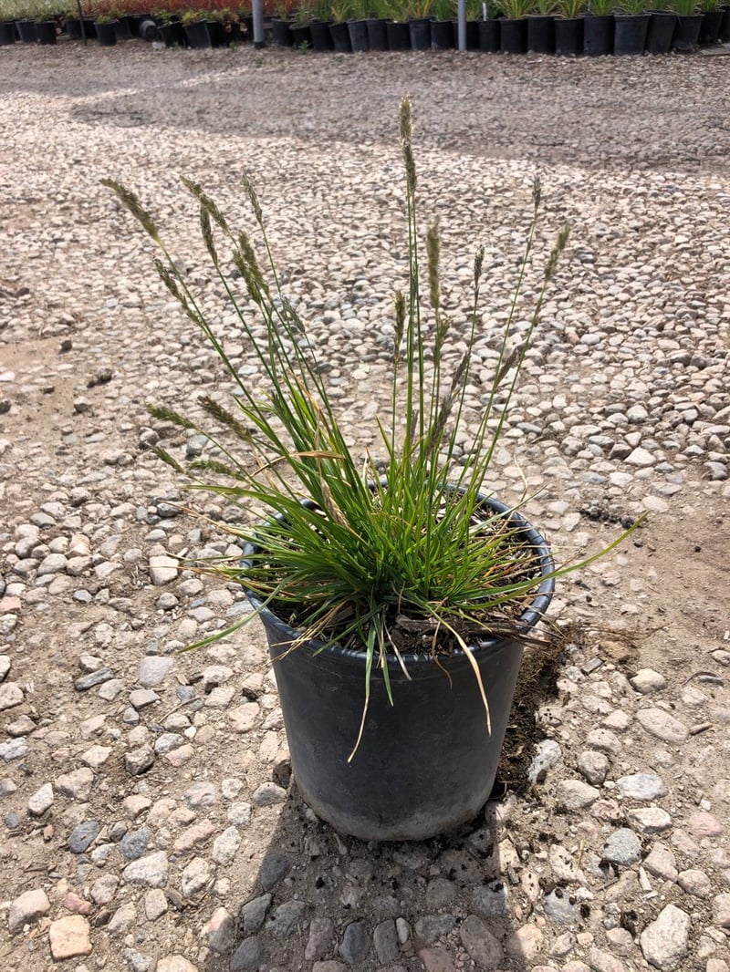 Photo for Sesleria ‘Greenlee' (John Greenlee's Moor Grass)