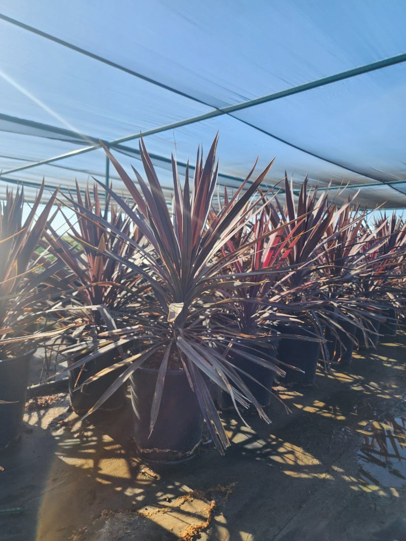 Photo for Cordyline australis 'Paso Doble' (Paso Doble Cordyline)