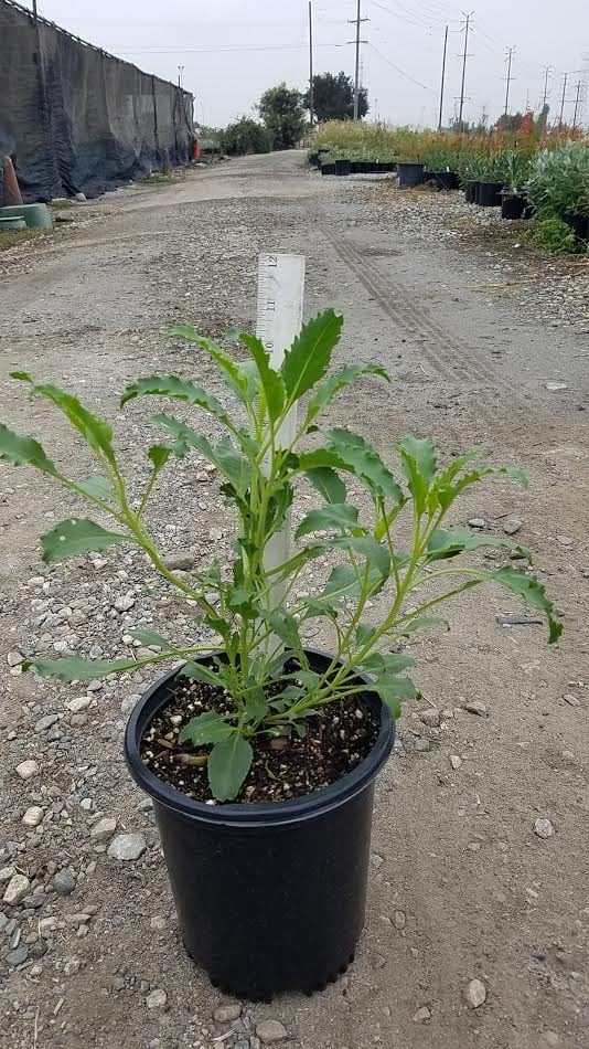 Photo for Penstemon spectabilis (Royal Beard Tongue)