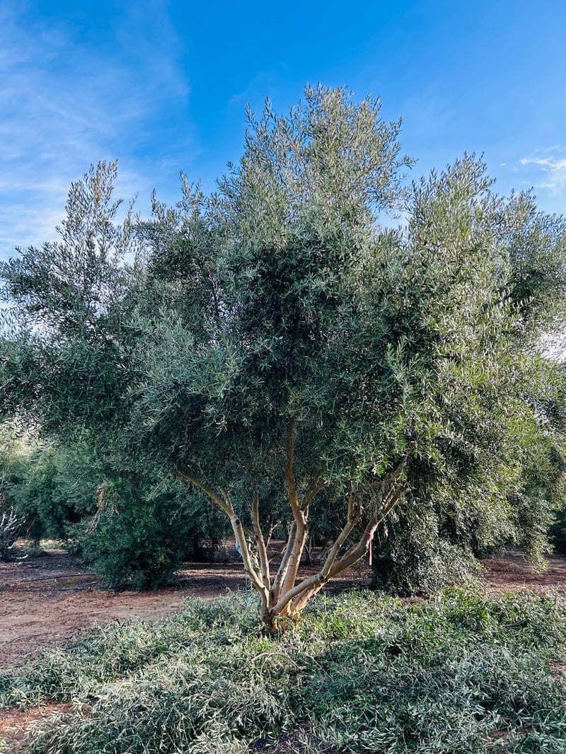 Photo for Olea europaea (Olive Tree)