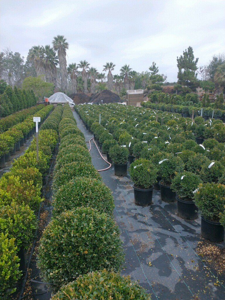 Photo for Buxus microphylla japonica 'Green Beauty' (Globe Topiary) (Globe Topiary Boxwood)