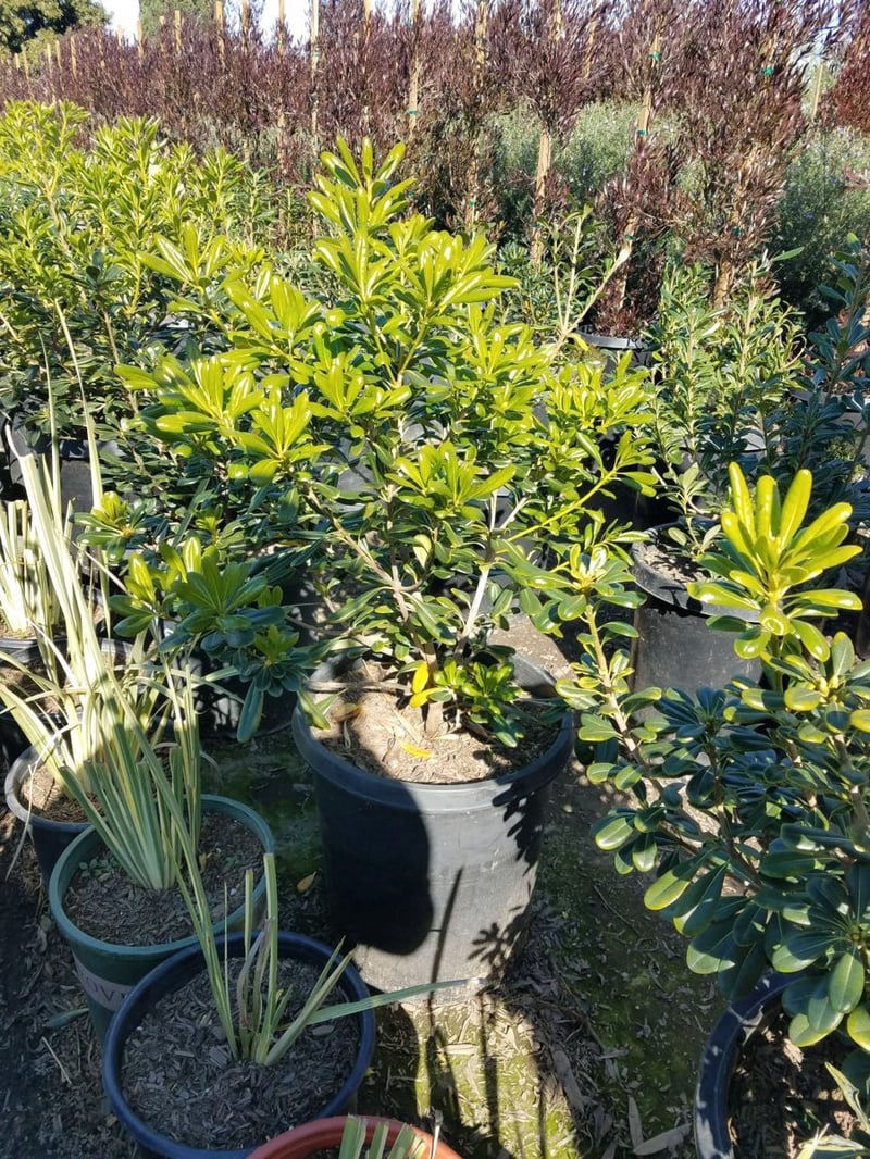 Photo for Pittosporum tobira (Japanese Mock Orange)