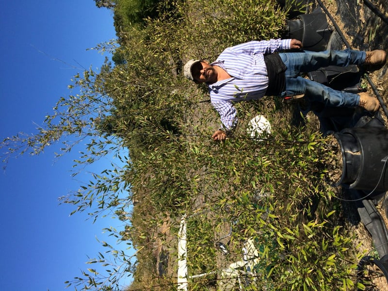 Photo for Phyllostachys nigra (Black Bamboo)