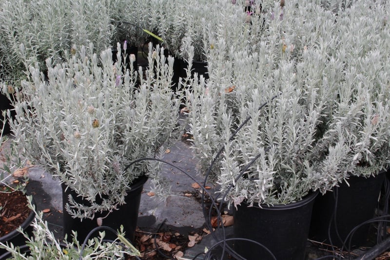 Photo for Lavandula stoechas (Spanish Lavender)
