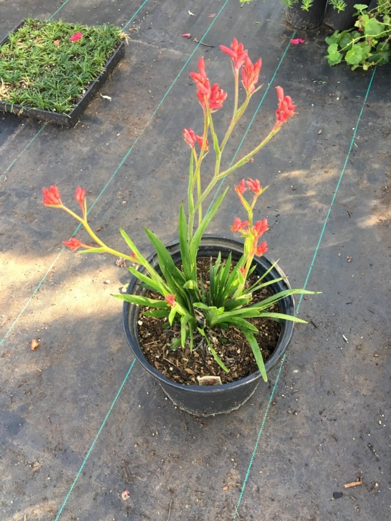 Photo for Anigozanthos 'Bush Ranger' (Bush Ranger Dwarf Kangaroo Paw)