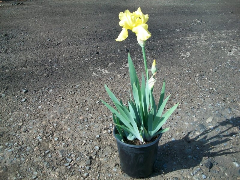 Photo for Bearded Iris (Yellow, White, Purple x 2) (Bearded Iris)