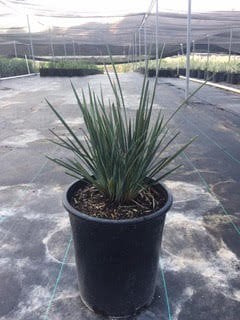 Photo for Dianella revoluta 'Baby Bliss' (Baby Bliss Flax Lily)