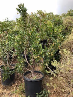 Photo for Arbutus unedo (Strawberry Tree)
