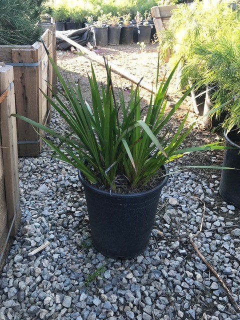 Photo for Anigozanthos flavidus (Kangaroo Paw)