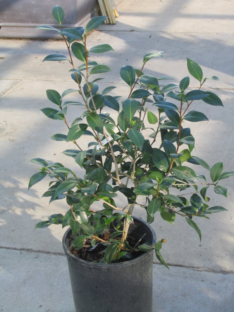 Photo for Camellia japonica 'Debutante' (Debutante Camellia)