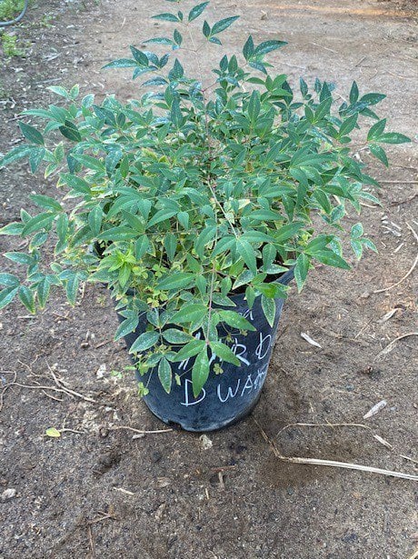 Photo for Nandina domestica 'Harbour Dwarf' (Harbour Dwarf Heavenly Bamboo)