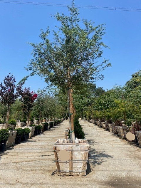 Photo for Ulmus parviflora 'True Green' (True Green Chinese Elm)