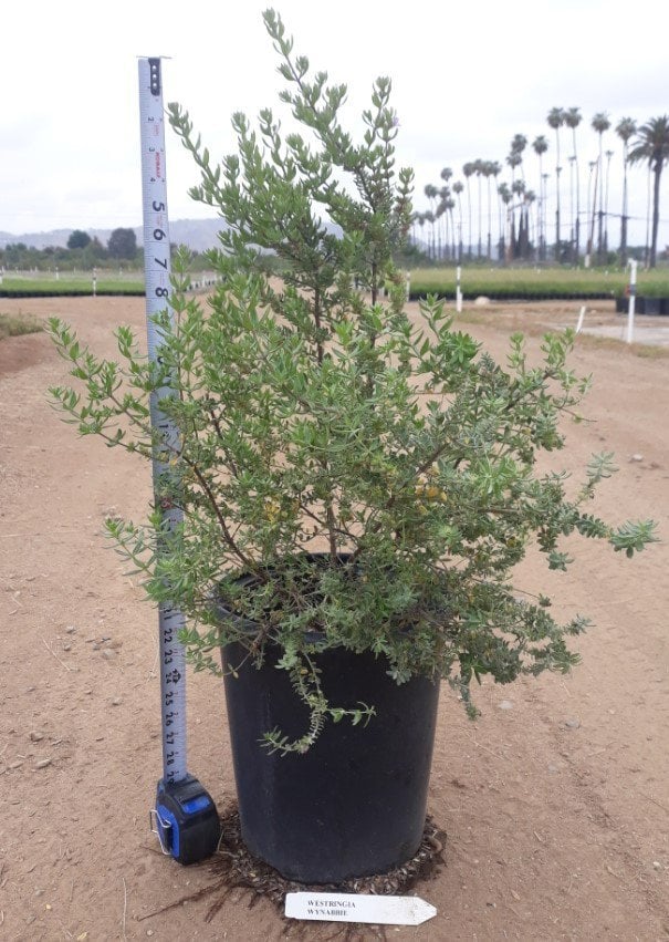 Photo for Westringia 'Wynyabbie Gem' (Wynyabbie Gem Coast Rosemary)