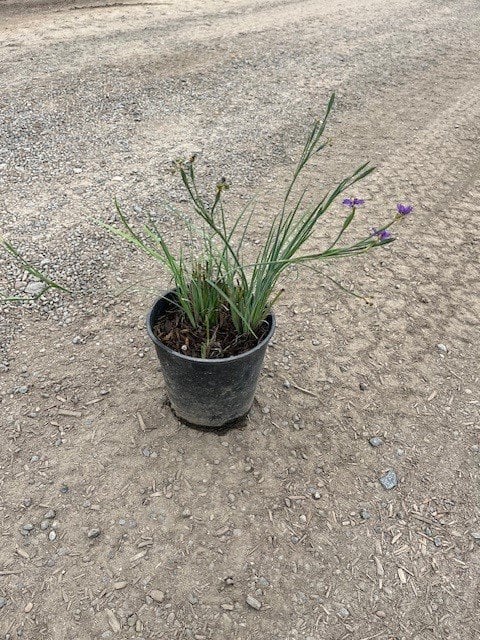 Photo for Sisyrinchium idahoense (S. bellum) (Blue Eyed Grass)