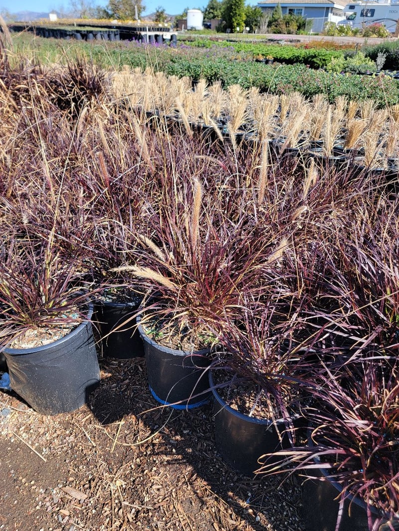 Photo for Pennisetum setaceum (Fountain Grass)
