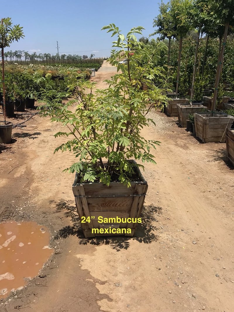 Photo for Sambucus mexicana (Multi) (Blue Elderberry)