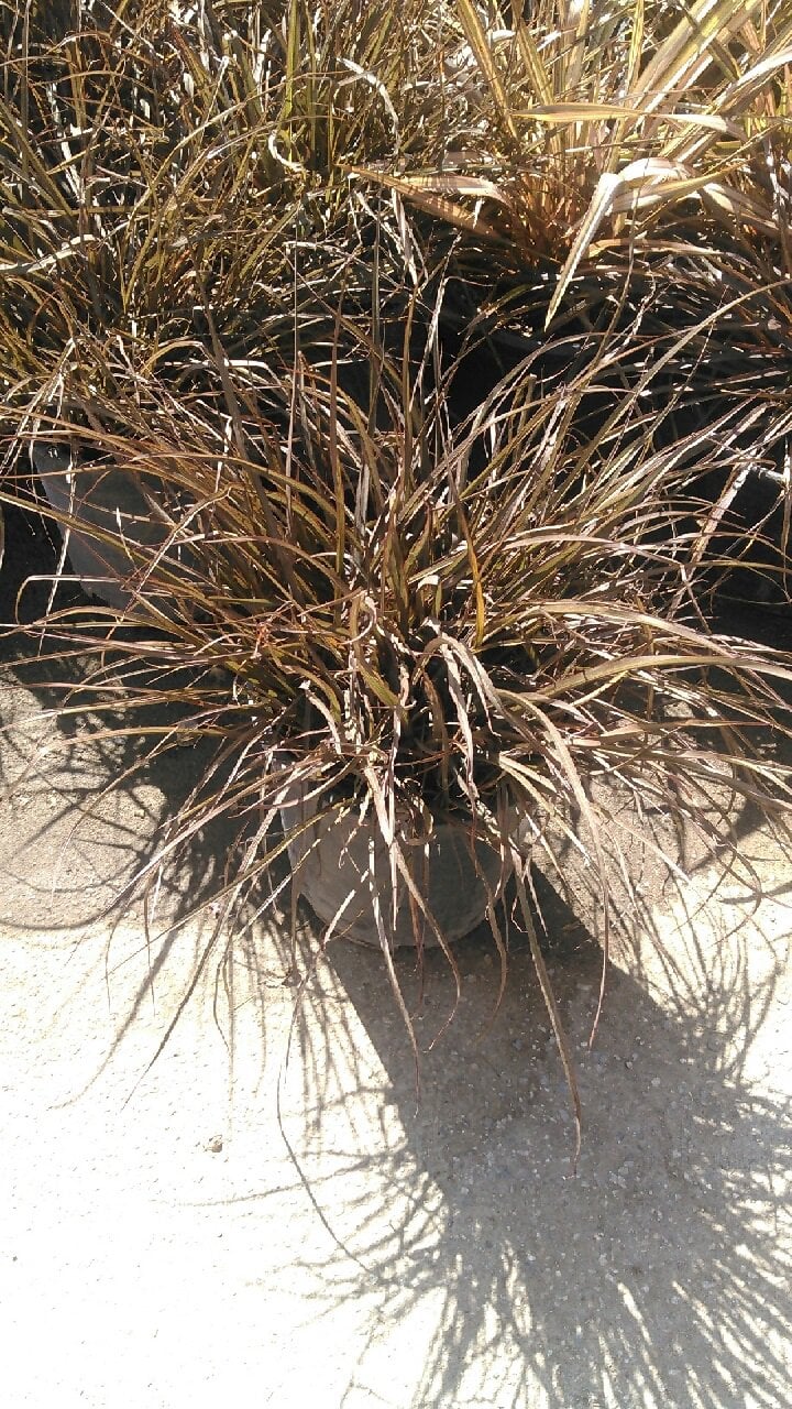 Photo for Phormium x 'Jack Spratt' (Jack Spratt New Zealand Flax)