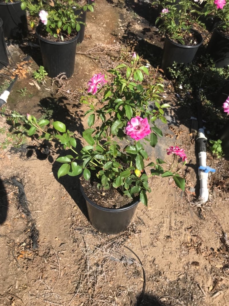 Photo for Rosa 'Brilliant Pink Iceberg' (Brilliant Pink Iceberg Shrub Rose)