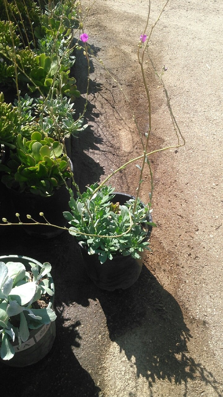 Photo for Calandrinia grandiflora (Rock Purslane)