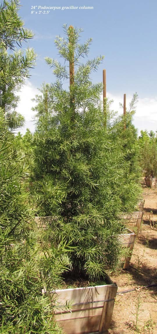 Photo for Podocarpus gracilior (low branching column) (Fern Podocarpus)