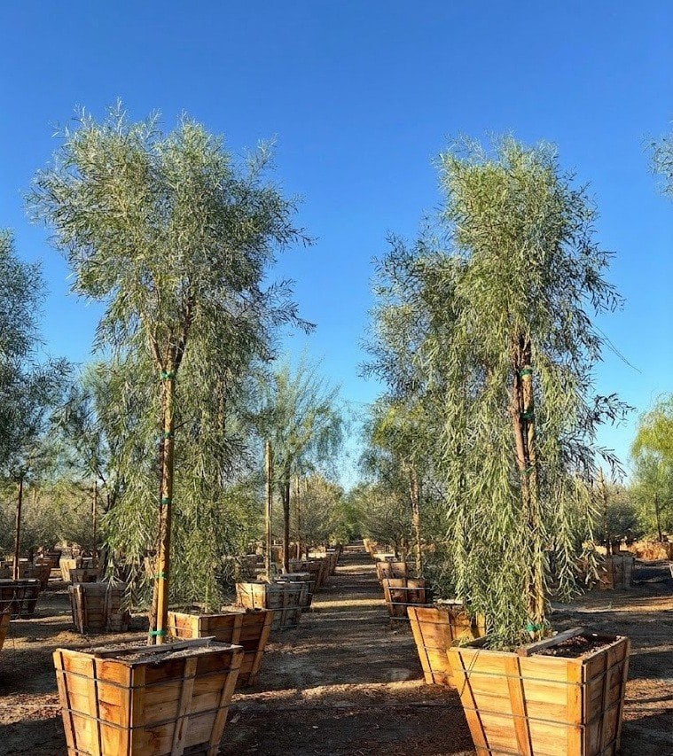 Photo for Acacia salicina (Willow Acacia)