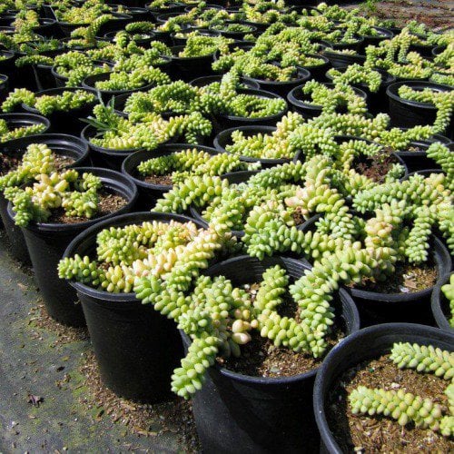 Photo for Sedum morganianum (Donkey's Tail)