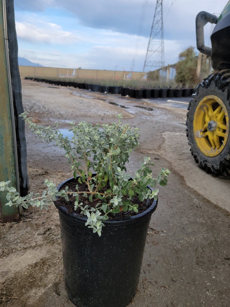 Photo for Leucophyllum zygophyllum 'Cimarron' (Cimarron Texas Ranger)