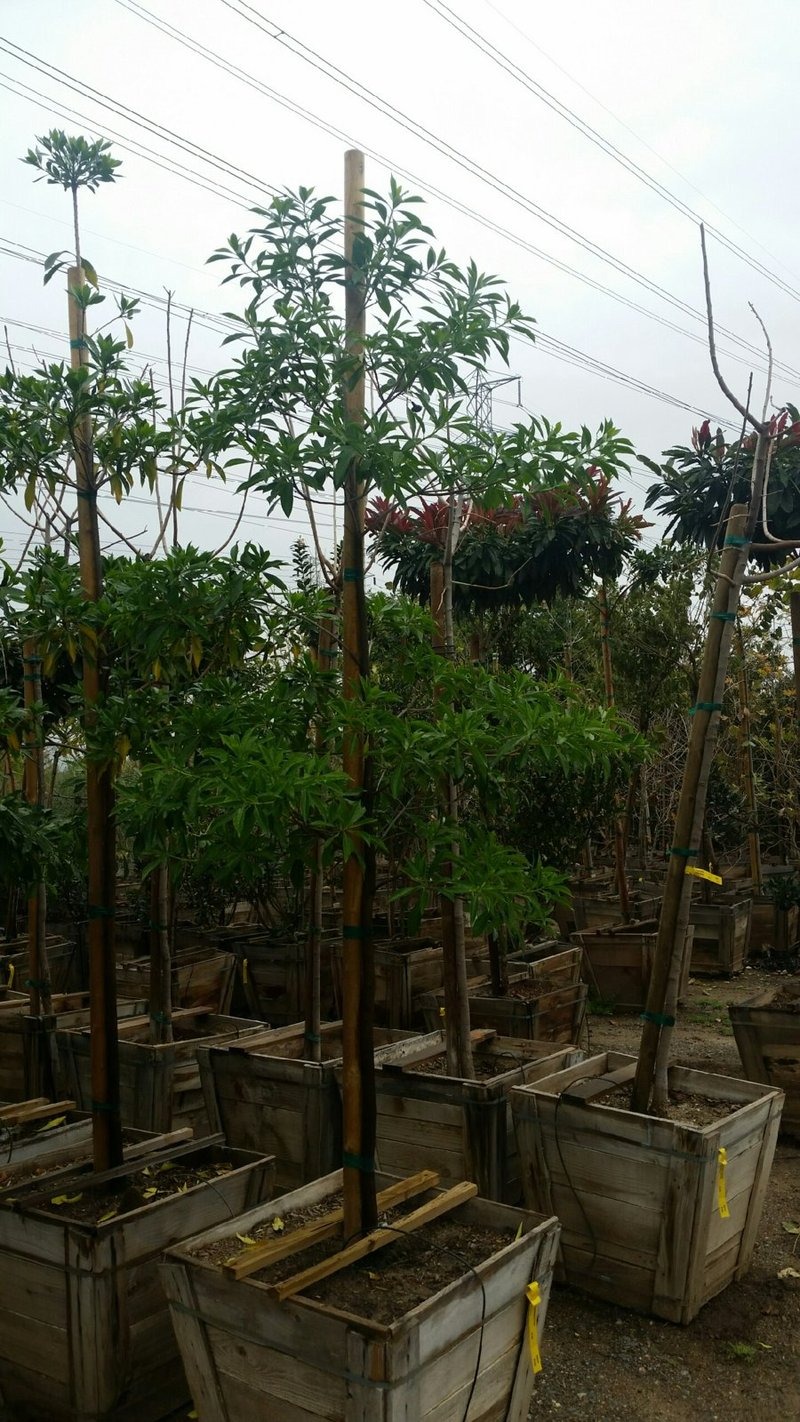 Photo for Hymenospermum flavum (Sweetshade)