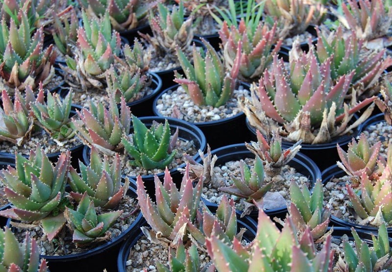 Photo for Aloe x nobilis (Golden Toothed Aloe)