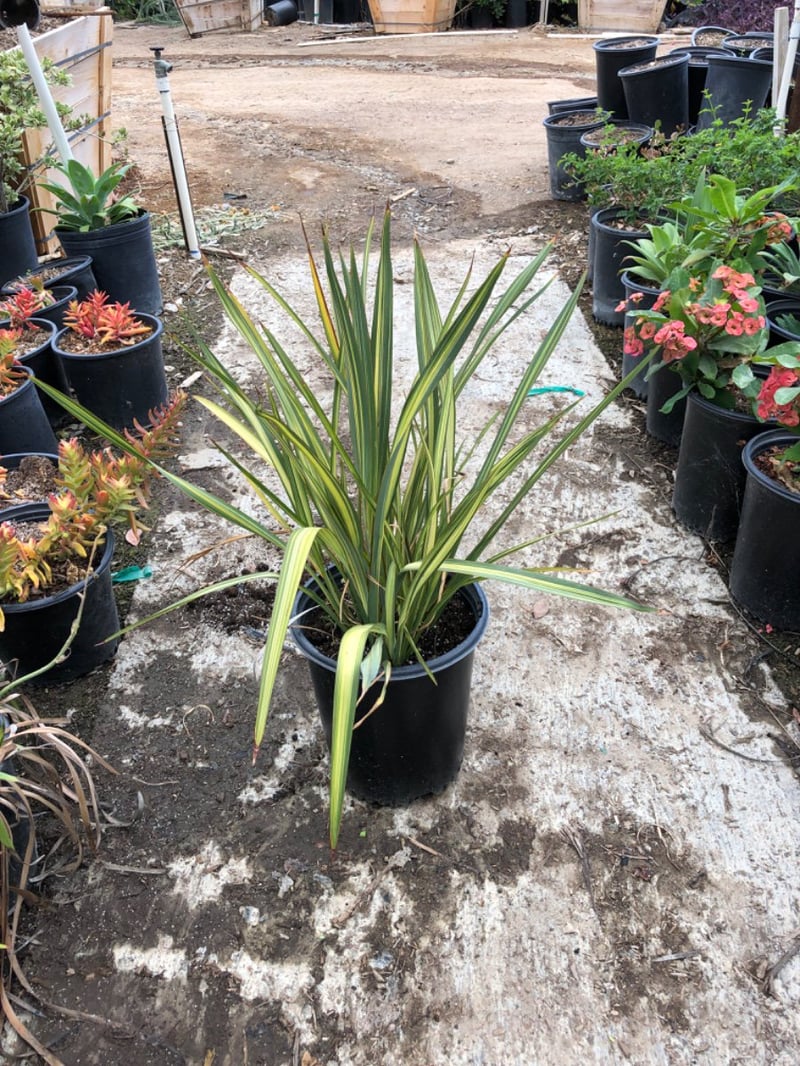 Photo for Phormium x 'Yellow Wave' (Yellow Wave New Zealand Flax)