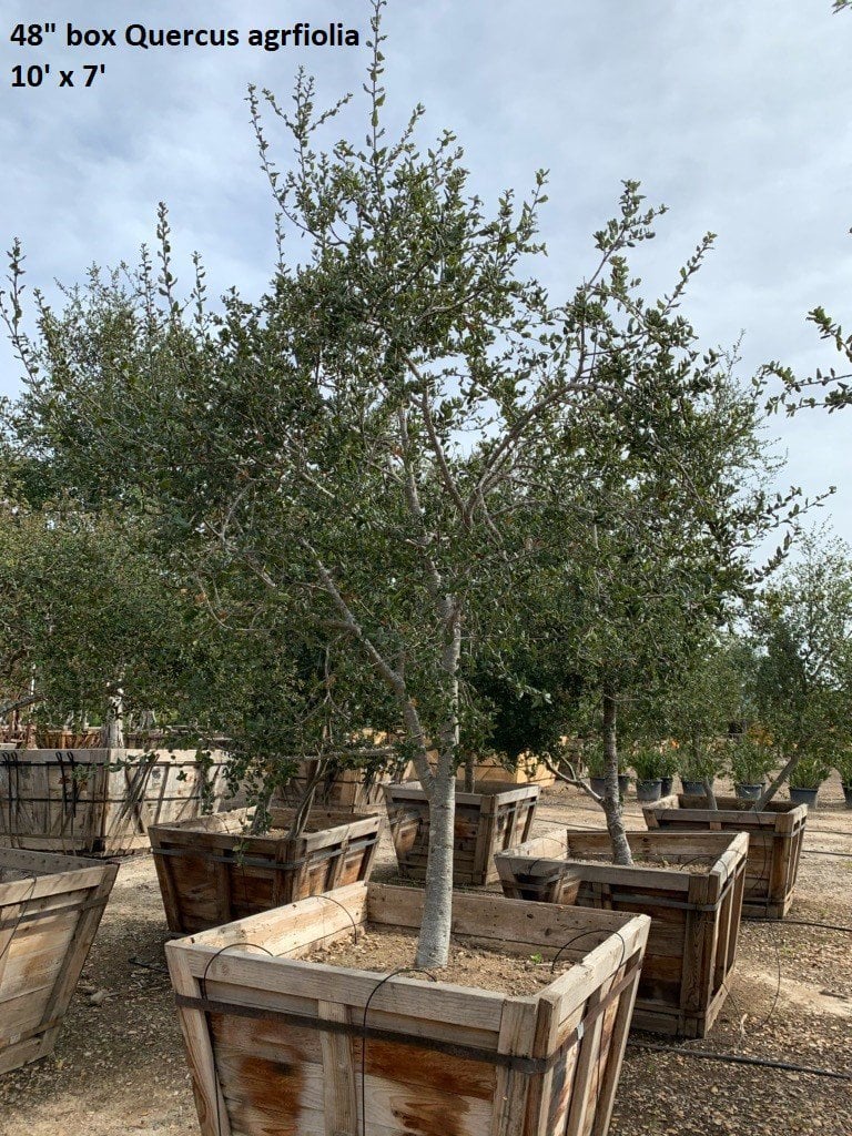 Photo for Quercus agrifolia (Low Branching) (Coast Live Oak)