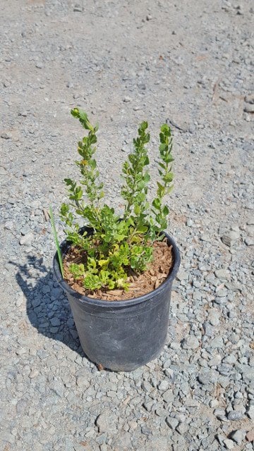 Photo for Baccharis pilularis consanguinea (Coyote Brush)