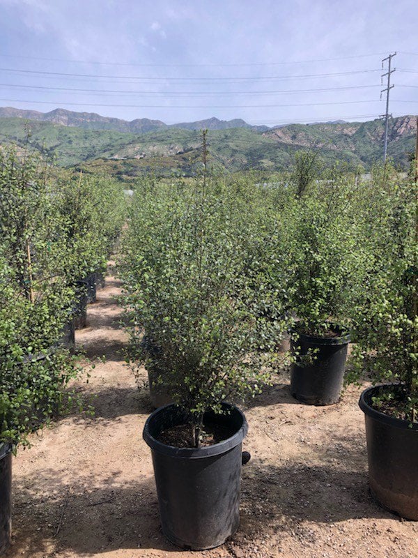 Photo for Pittosporum tenuifolium 'Silver Sheen' (Silver Sheen Kohuhu)