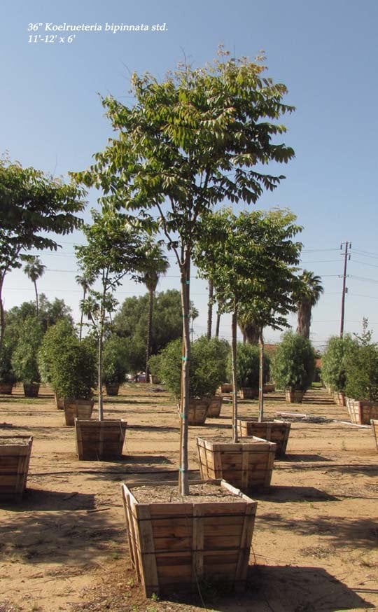 Photo for Koelreuteria bipinnata (Standard) (Chinese Flame Tree)
