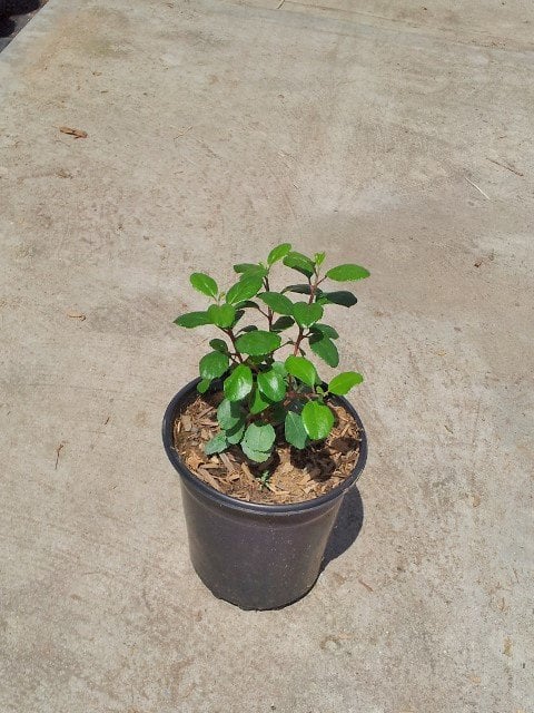 Photo for Ribes viburnifolium (Catalina Currant)