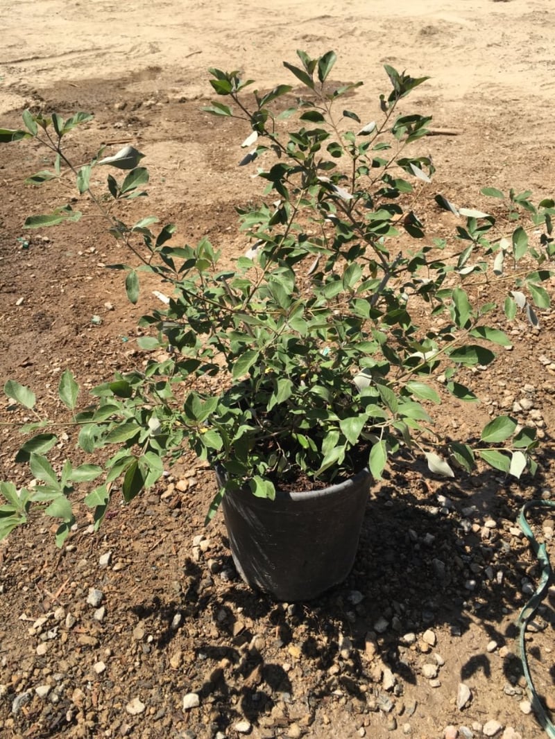 Photo for Vitex trifolia 'Purpurea' (Arabian Lilac)