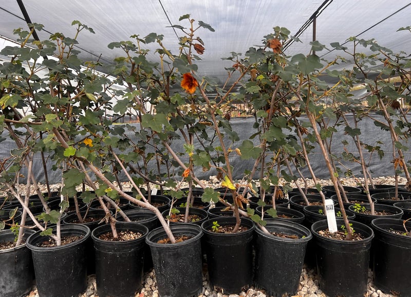 Photo for Fremontodendron 'Pacific Sunset' (Pacific Sunset Flannel Bush)