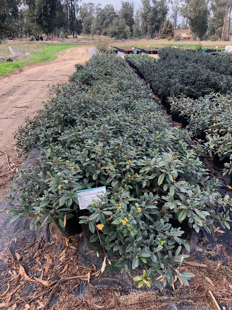 Photo for Rhamnus californica 'Eve Case' (Eve Case Coffeeberry)