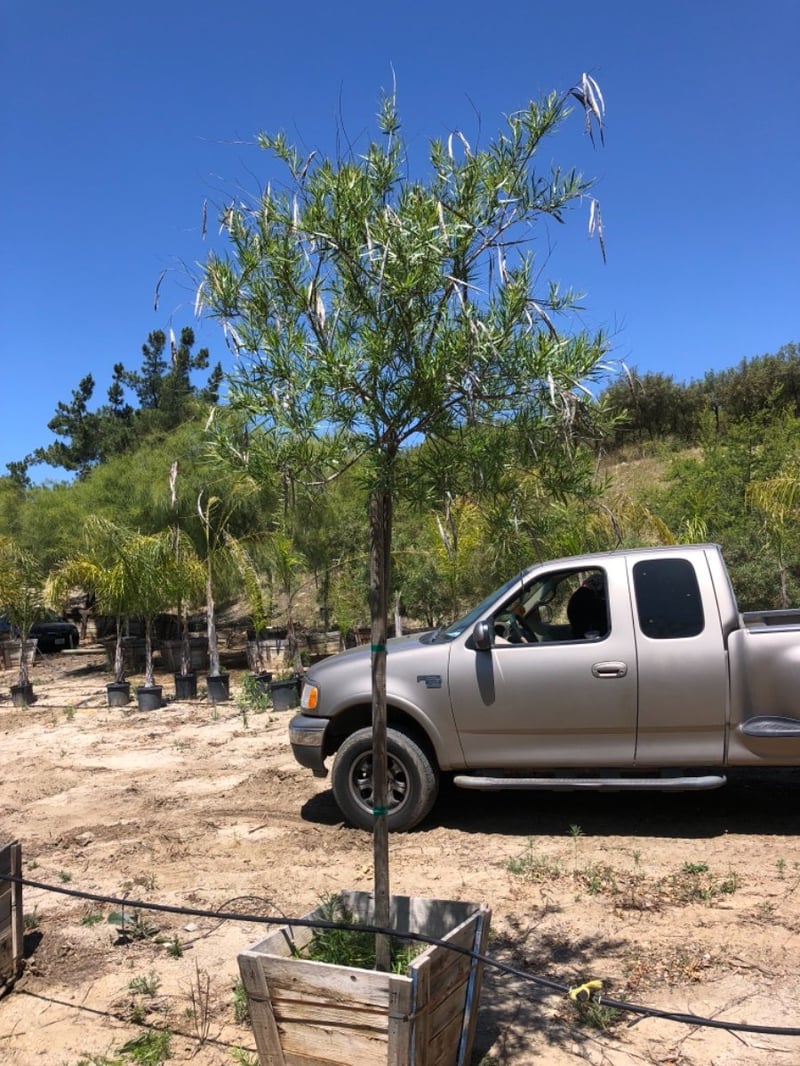 Photo for Chilopsis linearis (Desert Willow)