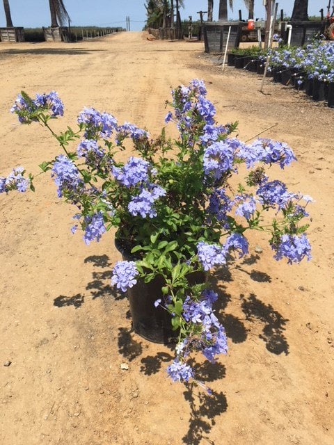 Photo for Plumbago auriculata 'Imperial Blue' (Blue Cape Plumbago)
