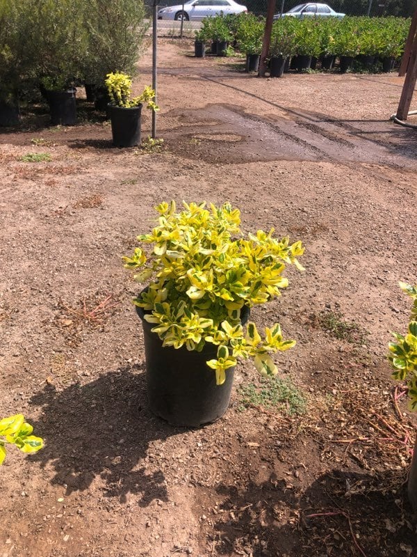 Photo for Coprosma repens 'Taupata Gold' (Gold Splash Mirror Plant)