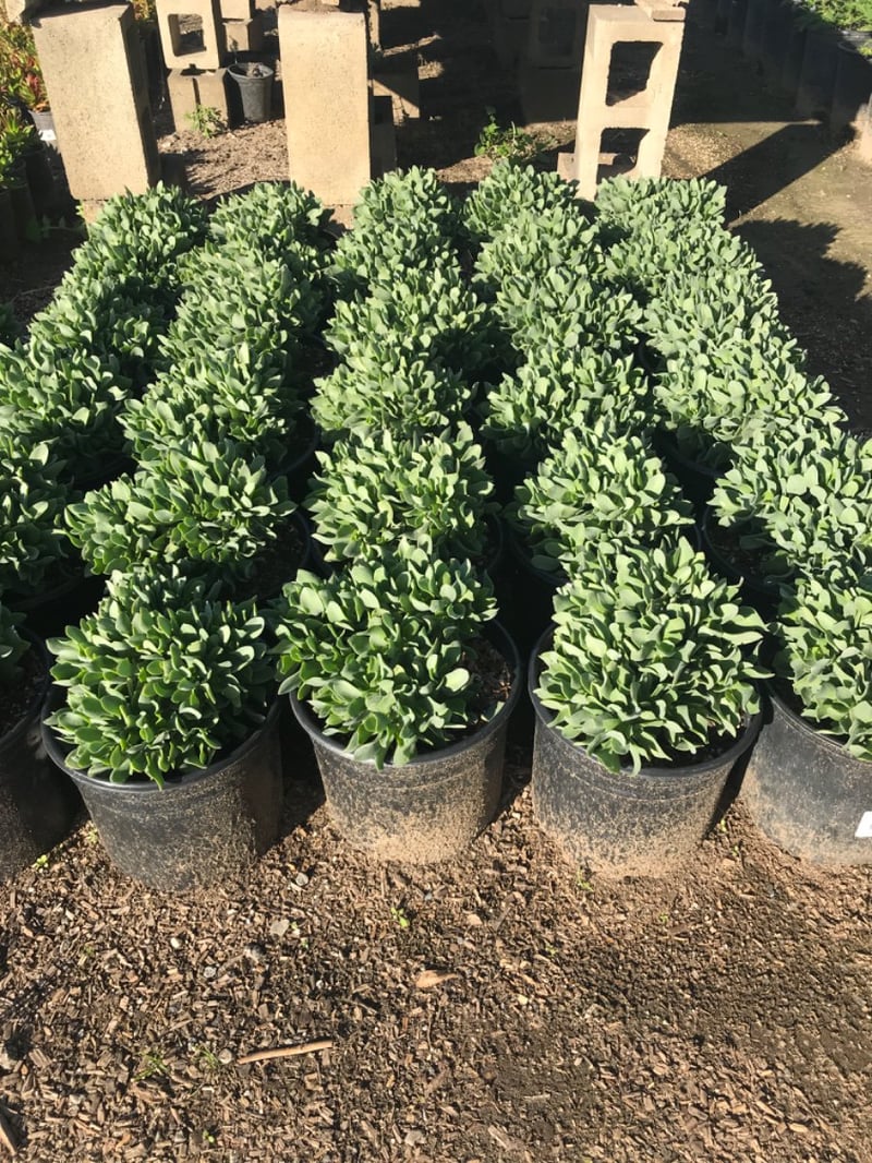 Photo for Crassula arborescens 'Blue Waves' (Blue Waves Dwarf Jade Plant)