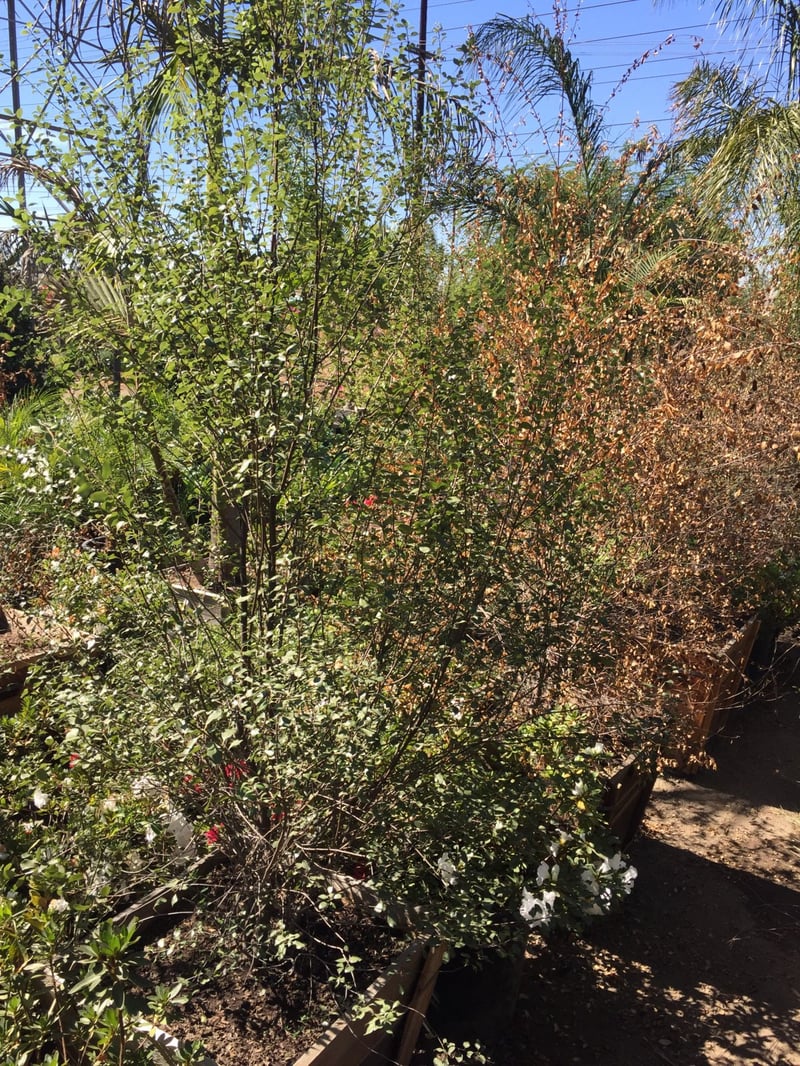 Photo for Pittosporum tenuifolium 'Silver Sheen' (Silver Sheen Kohuhu)