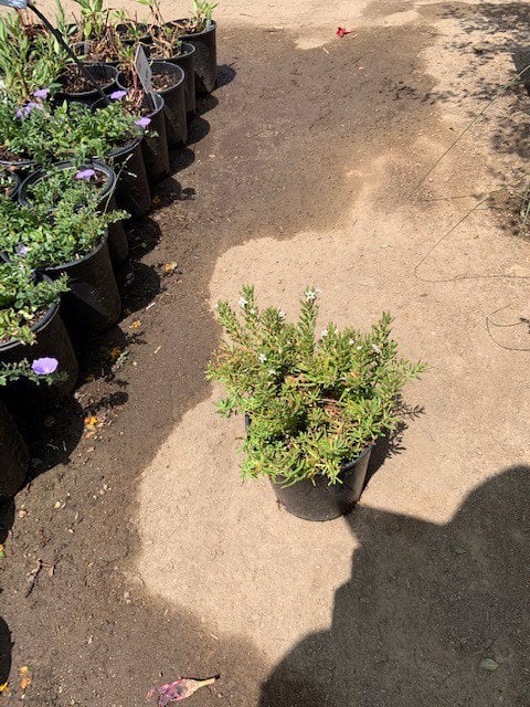 Photo for Myoporum parvifolium 'White' (M. p. 'Prostratum') (White Creeping Myoporum)