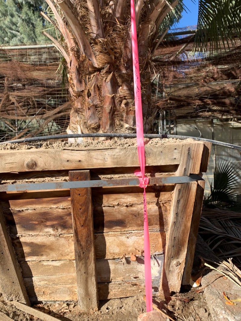 Photo for Butia odorata (Jelly Palm, Pindo Palm)