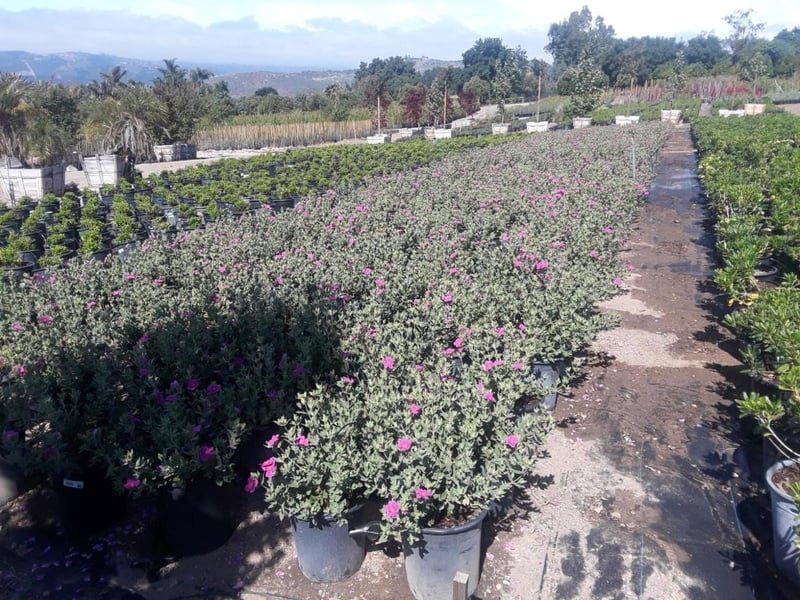 Photo for Cistus x pulverulentus 'Sunset' (Magenta rock rose)