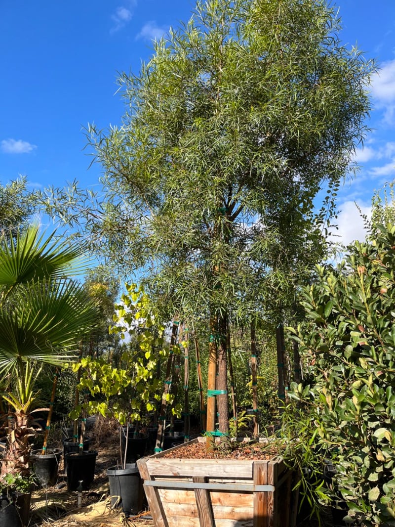 Photo for Rhus lancea (African Sumac)