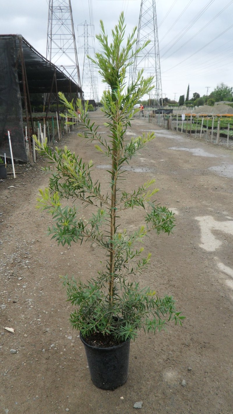 Photo for Callistemon viminalis 'Slim' (Slim Bottle Brush)