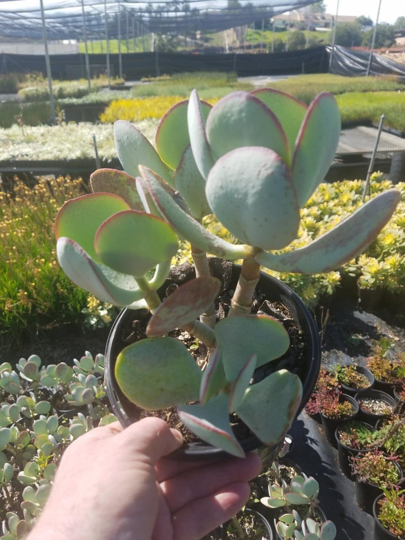 Photo for Cotyledon orbiculata (Finger Aloe, Grey Sticks, Chalk Fingers)